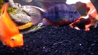 75 Gallon Tank  Firemouth Cichlid Aggression [upl. by Haneehs]