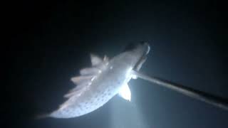 Sumisid Tayo Bago Ang Bagyong Nika at naka libre Naman Ulam fishing nigthspearfishing [upl. by Ned]