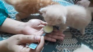 Baby Kittens eating cerelac  yum yum 😋  Cute Cat Mishty [upl. by Pooh]