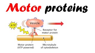 Motor proteins  dynein kinesin myosin [upl. by Sontich]