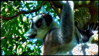 LEMUR CATTAS SOUNDS [upl. by Buschi]