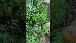 Home garden gardening shortsvideo [upl. by Etnaled596]