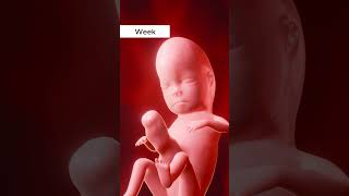 👶✨ Witness the incredible journey of fetal growth [upl. by Kraska]