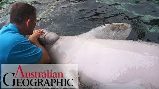 Meet Australias only captive dugongs [upl. by Alta]