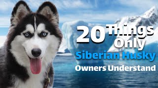 20Things Only Siberian Husky Owners Understand [upl. by Collette]