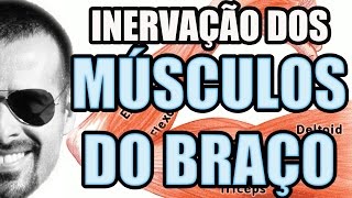 Vídeo Aula 109  Anatomia Humana  Sistema Muscular Inervaçao dos Músculos do Braço [upl. by Azarcon]