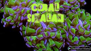 Memelihara Coral Siwalan  Keeping Hammer Coral Euphyllia ancora [upl. by Ahsenrat]