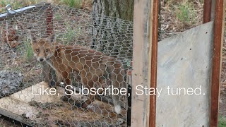 How to build a fox trap  HD  That works [upl. by Huppert]