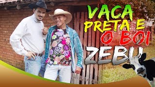 VACA PRETA E O BOI ZEBU [upl. by Vig]