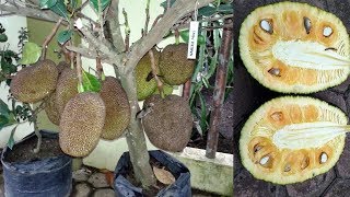 Cara Menanam Nangka Mini dalam Pot Berbuah Super Lebat [upl. by Andeee804]