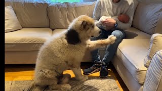 Phil The Malamute Dog Meets Newborn Baby For The First Time Ever He cries [upl. by Karina]