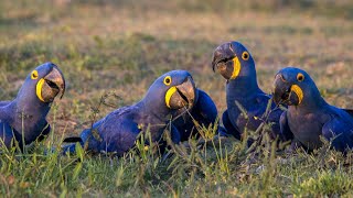 Information about the Hyacinth Macaw Blue Macaw  Feathered Explorer [upl. by Etessil]