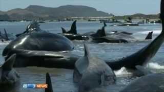 200 baleines séchouent sur une plage de NouvelleZélande [upl. by Yi]