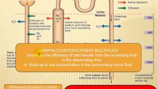 Water regulation in the kidney [upl. by Harlie]