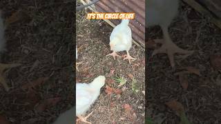 Enjoy this grasshoppers final moments chickens farming homestead [upl. by Sucram]