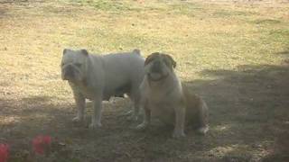 TWO FEMALE ADULT BULLDOGS PLAYING THE HEAT CYCLE [upl. by Alliber]