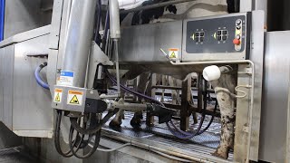 Study Shows Increased Production from Dairies Converting to Robotic Milking Systems [upl. by Ridinger24]