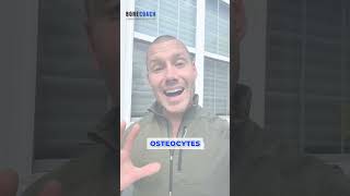 BoneCoach Tips What are Osteocytes  shorts [upl. by Asilem]