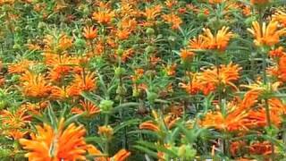 Leonotis leonurus  Lions Tail [upl. by Jessamine77]