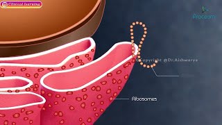 Intracellular accumulations of proteins  Animation   Cell injury Pathology [upl. by Aekin]