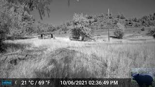 Deer Cam During the Day Trail Camera Video [upl. by Frendel]