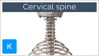 Cervical spine  Anatomy Diagram amp Definition  Human Anatomy  Kenhub [upl. by Dnomyaw661]