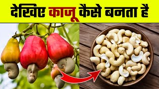 काजू कैसे बनता है  Kaju Kaise Banta hai  Kaju Manufacturing PlantHow is Cashew MadeCashew Making [upl. by Nickelsen]