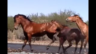 Wild Horse Action at the Salt River by Karen McLain [upl. by Steere]