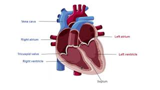 AS Biology  Mammalian heart structure OCR A Chapter 85 [upl. by Htims999]