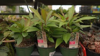 Ardisia  greengate Garden Centres [upl. by Aspia]