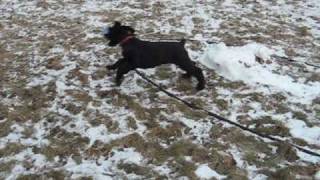 Giant Schnauzer Puppy 10 weeks old [upl. by Lseil783]