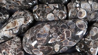 Turritella Agate  Rocks in a Box 51 [upl. by Akeyla]