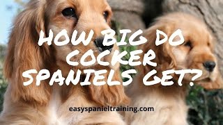 How big do Cocker spaniels get [upl. by Cyb280]