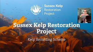 Sussex Kelp Restoration Project Citizen Science Part Two [upl. by Ydneh]