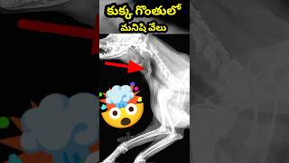 🤯 Human Finger In Dog Throat explained in Telugu  telugu facts [upl. by Arela]