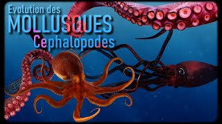 Les Céphalopodes Mollusques 33 [upl. by Attenna]