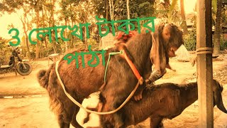 3 লোখো টাকার তোতা পুড়ি ছাগোল দিয়ে বিডিক কোরা হয়। krishitips krishi garden hatmurshon krishi [upl. by Dietsche]