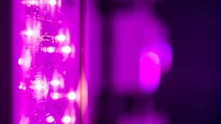 How Efficient are LED Grow Lights [upl. by Ainehta]