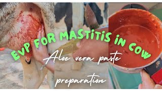 Ethno Veterinary preparation for Mastitis in Cow  Treatment of Mastitis in Cow using Home remedies [upl. by Shiverick]