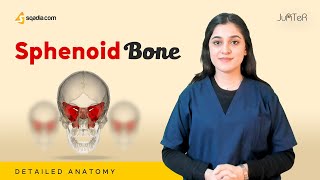 Sphenoid Bone  Cranial Osteology  Anatomy Lecture for Medical Students  VLearning™ [upl. by Natal]