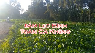 Câu Cá Rô Đồng Thác Lác Mùa Này Giật Toàn Cá Rô Mập Ú Trong Đám Lục Bình fishing SangHuynhVlog [upl. by Areem]