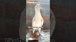 Saharanpuri Kabootar  pigeonstatus youtubeshorts pigeonvideo [upl. by Perkoff52]