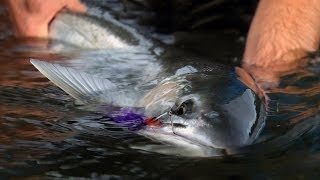 WINTER RUN by Todd Moen  Pacific Northwest Winter Steelhead Fly Fishing [upl. by Eileen]