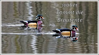 woher kommt die Brautente [upl. by Wardlaw]