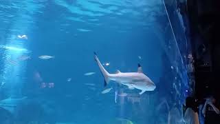 coex aquarium in Seoul [upl. by Nitsrek]