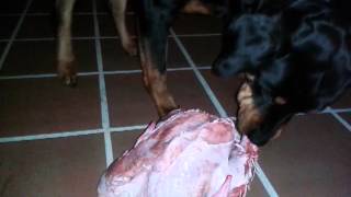 Rottweiler eating a whole turkey  20 [upl. by Sibella27]