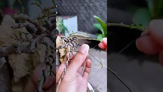 Shaping a Bonsai Tree and How I Do It Regularly bonsai diybonsai bonsaitree bonsaistyling [upl. by Ecyar]