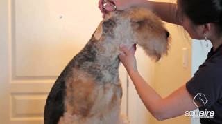 Airedale Grooming  Clipping 46  Scissoring of the Head [upl. by Ebneter144]