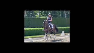 young dressage horse for sale Rose [upl. by Eltsyrhc544]