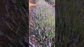 Lavenders lavender briheuga madrid flowers garden joelosteen christianmotivation motivation [upl. by Apur]